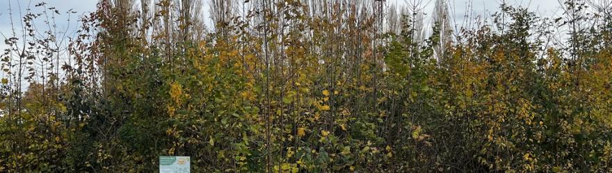 Forêt Miyawaki : Pampers en remet une couche