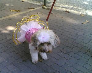 Les chiens font leur carnaval à Rio