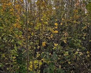 Forêt Miyawaki : Pampers en remet une couche