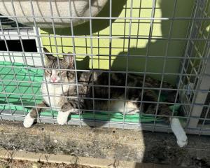 Faute de place à la SPA de Strasbourg, les animaux doivent faire la queue