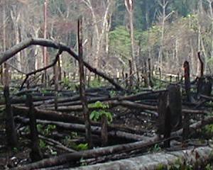 Déforestation : les eurodéputés durcissent le texte pour verdir les importations de l'UE