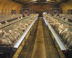 Grippe aviaire : 360 000 canards bientôt abattus dans les Landes