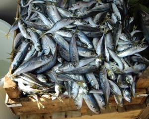 Le chinchard commun sème la division