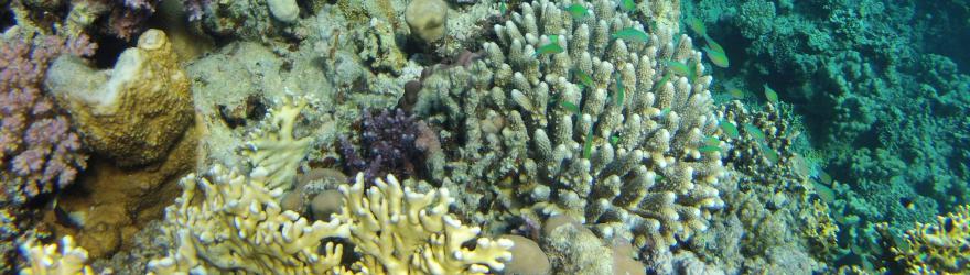 VIDÉO. Dans la mer Rouge, les coraux font de la résistance