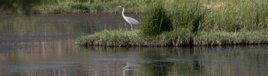 Biodiversité : en Jordanie, l'oasis d'Azraq sous perfusion