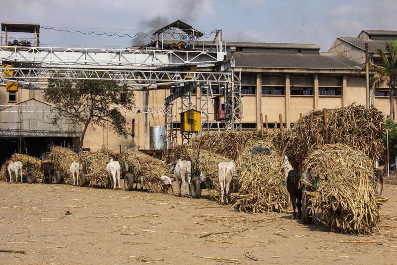 Les producteurs de cannes à sucre face aux défis de l'urbanisation