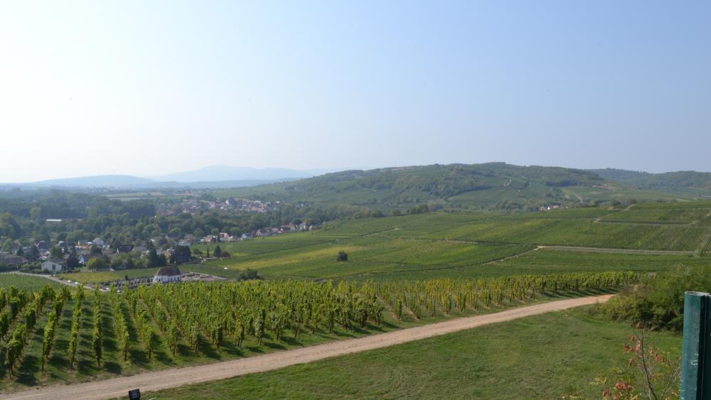 A Wolxheim, au début de la vallée de la Bruche, 20 exploitations viticoles exploitent 150 hectares de vignes