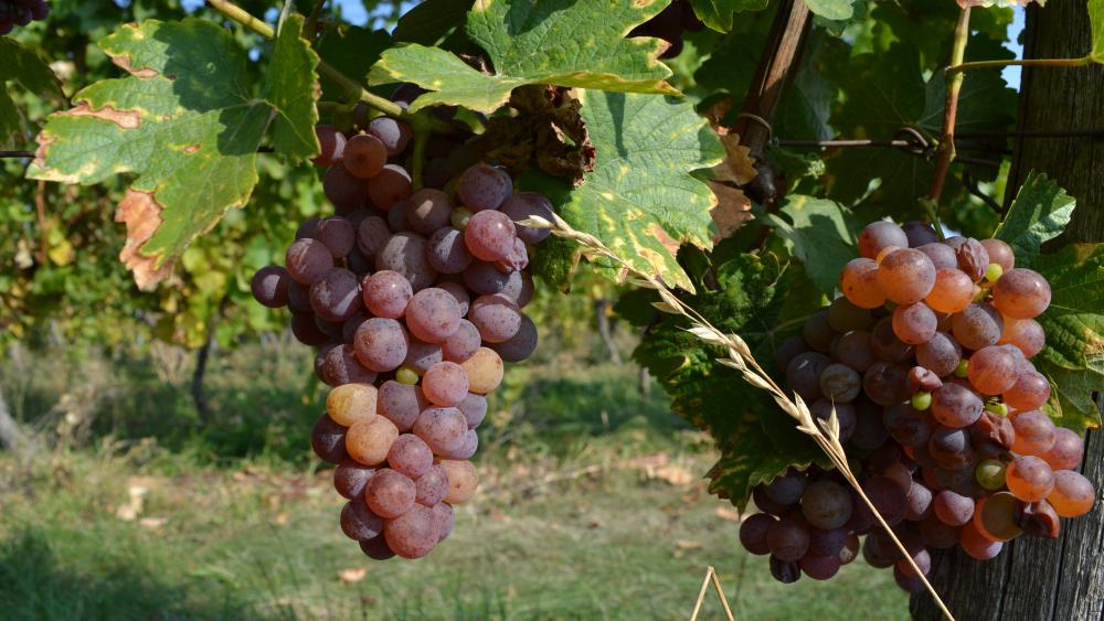Les 42 parcelles offrent des raisins dont l’épaisseur des peaux varient, ce qui permet aux vins d'avoir des textures différentes