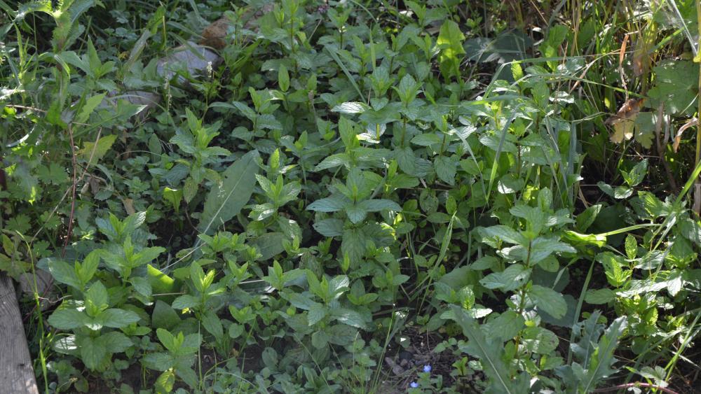 Les plantes aromatiques comme la menthe sont cultivées en majorité dans le jardin de la maille Jacqueline.