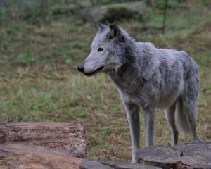 En France, le loup étend son territoire