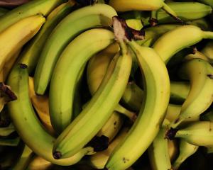 La banane mûrit au Marché Gare 