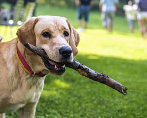 Quelles politiques pour combattre la maltraitance animale ?