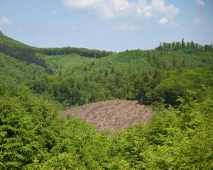 Débat : les forêts roumaines sont-elles en danger ?
