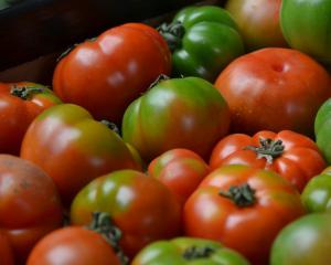 Le ministère de l'Agriculture à la rescousse de la tomate française