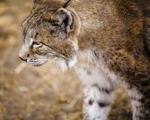 L’impossible retour du lynx dans les Vosges